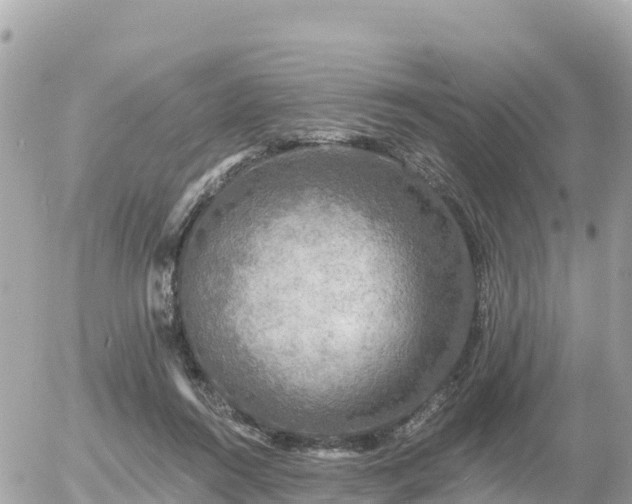 X0000055990360200508261730