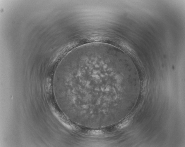 X0000055990361200508261730