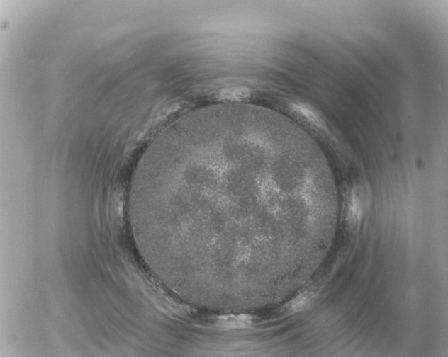 X0000055990363200508261730