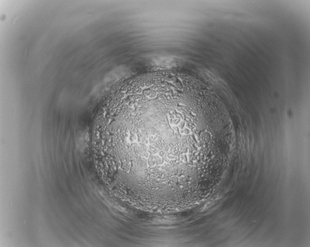 X0000055990369200508261730