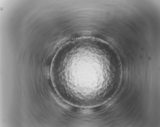 X0000055990383200508261730