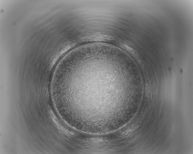 X0000055990394200508261729