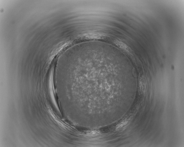 X0000055990398200508261729