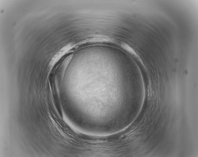 X0000055990436200508261728