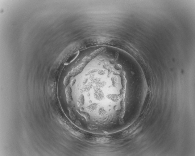 X0000055990462200508261729