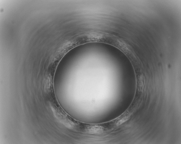 X0000055990463200508261729