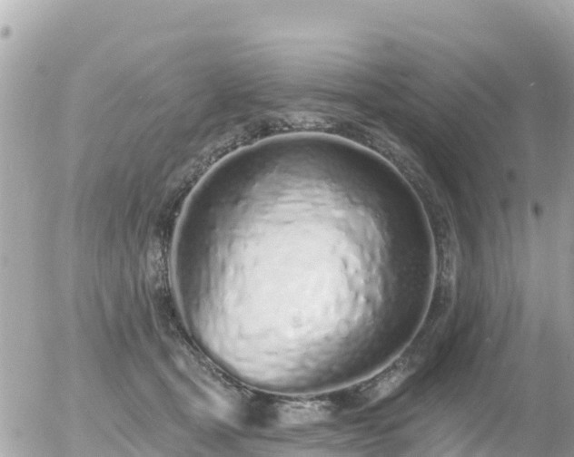 X0000055990465200508261729