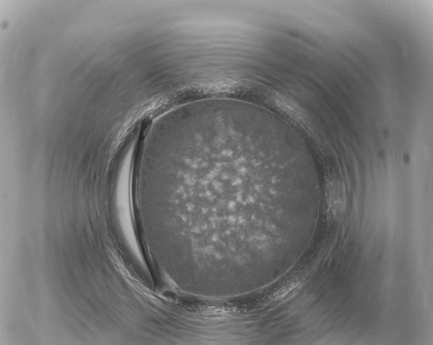 X0000055990494200508261728