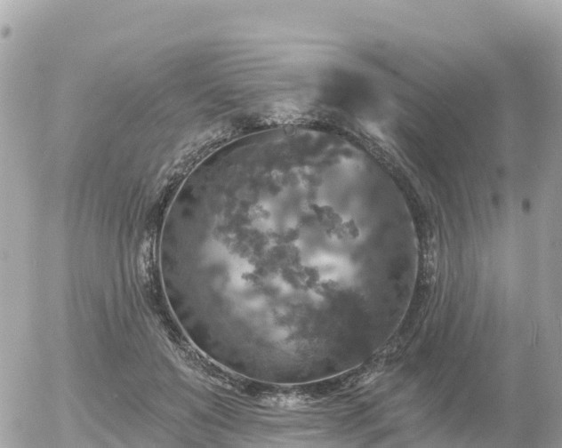 X0000055990503200508261728