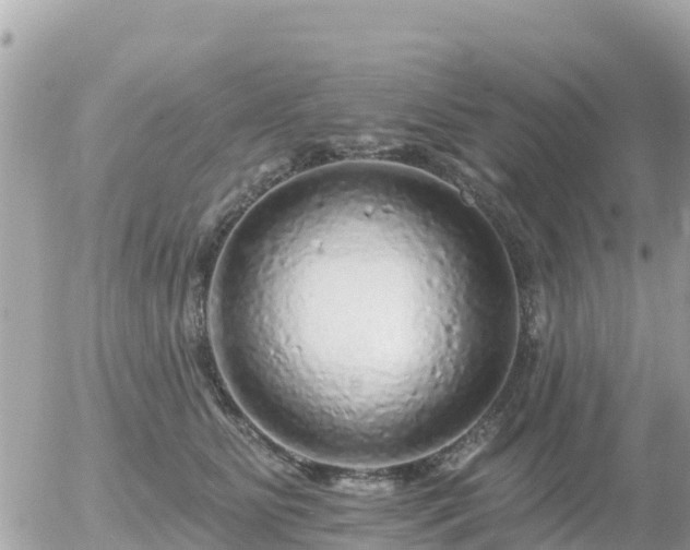 X0000055990515200508261727