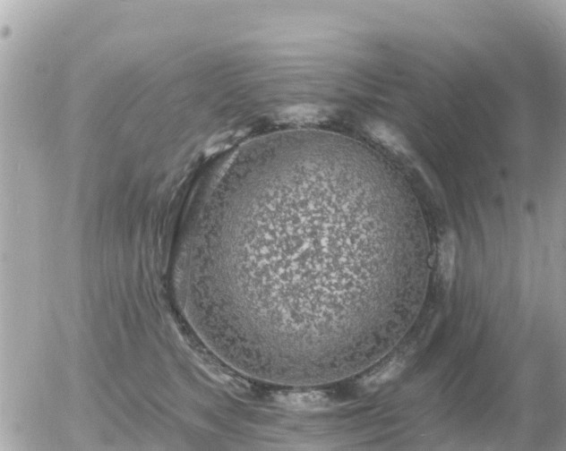 X0000055990517200508261727