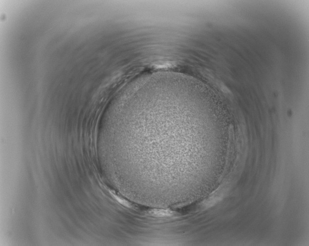 X0000055990528200508261727