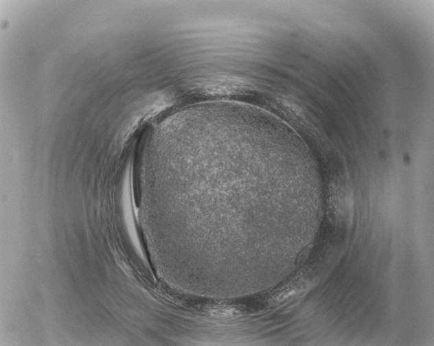 X0000055990547200508261727