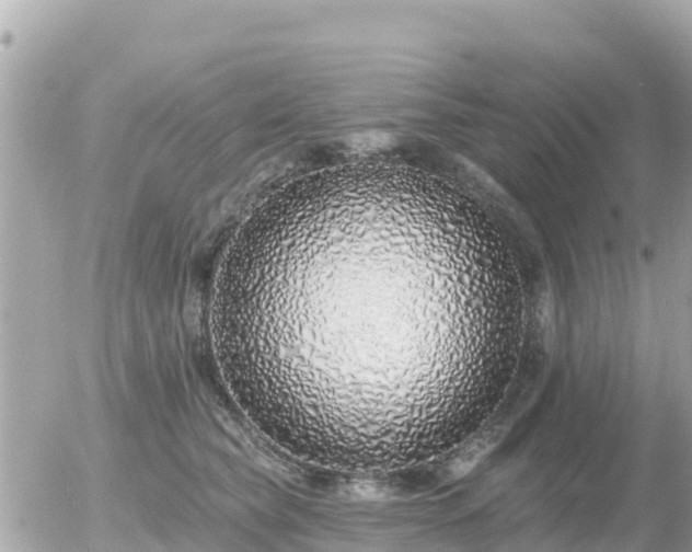 X0000055990565200508261727