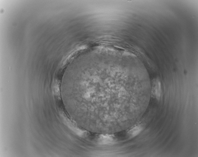 X0000055990573200508261727