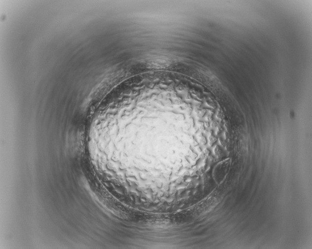 X0000055990598200508261726