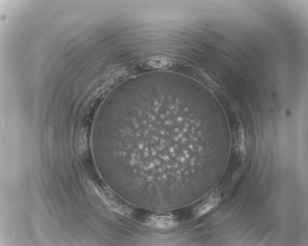 X0000055990606200508261726