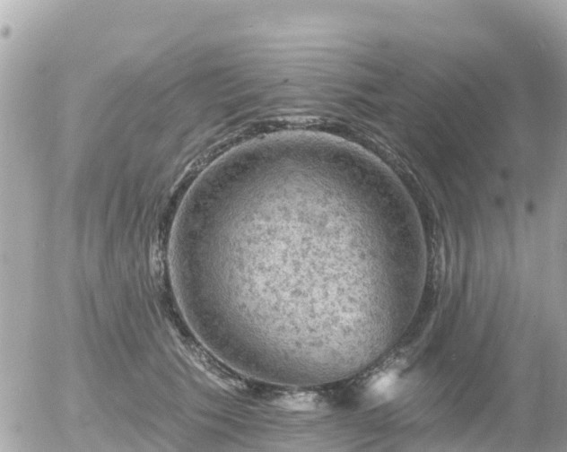 X0000055990609200508261726