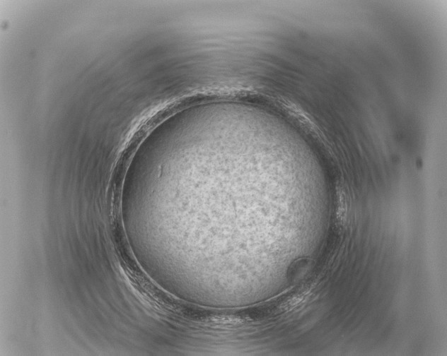 X0000055990636200508261725