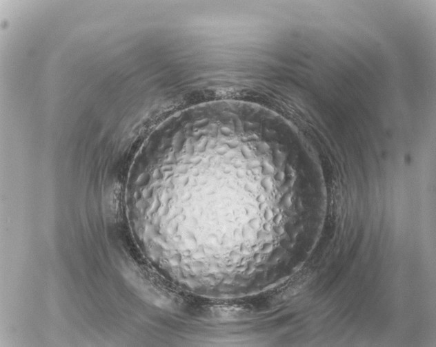 X0000055990650200508261725