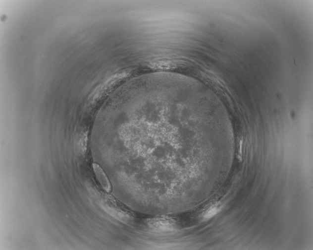 X0000055990652200508261725