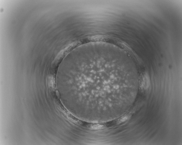 X0000055990669200508261726