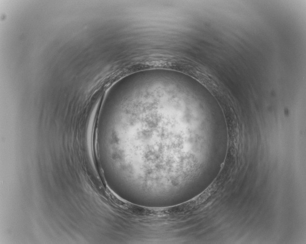 X0000055990696200508261724