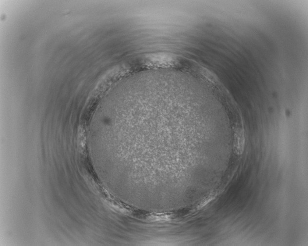 X0000055990701200508261724