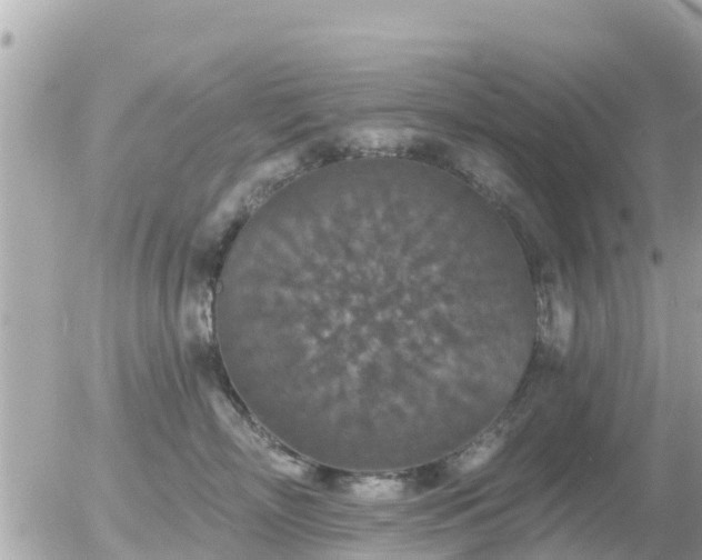 X0000055990718200508261724