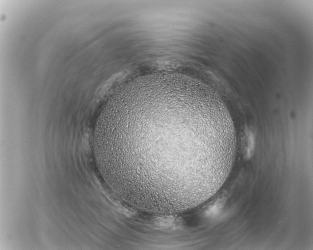 X0000055990757200508261724