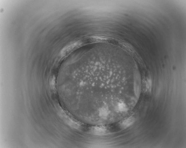 X0000055990765200508261724