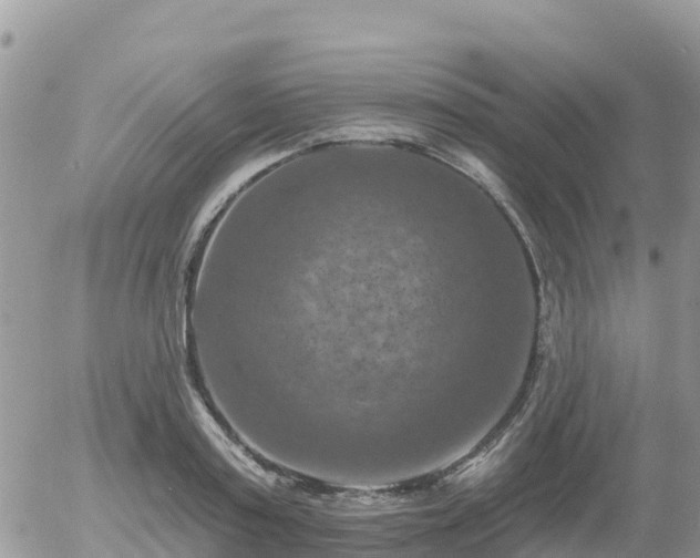 X0000055990795200508261723