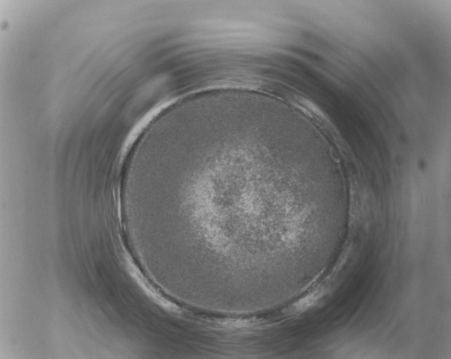 X0000055990796200508261723