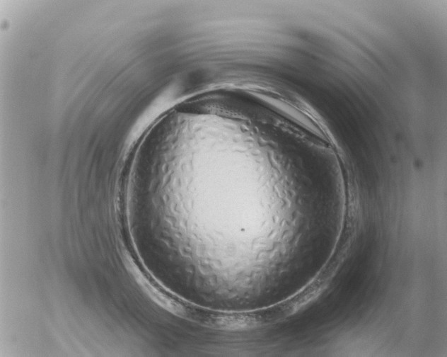 X0000055990803200508261723