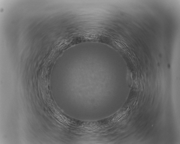 X0000055990817200508261722