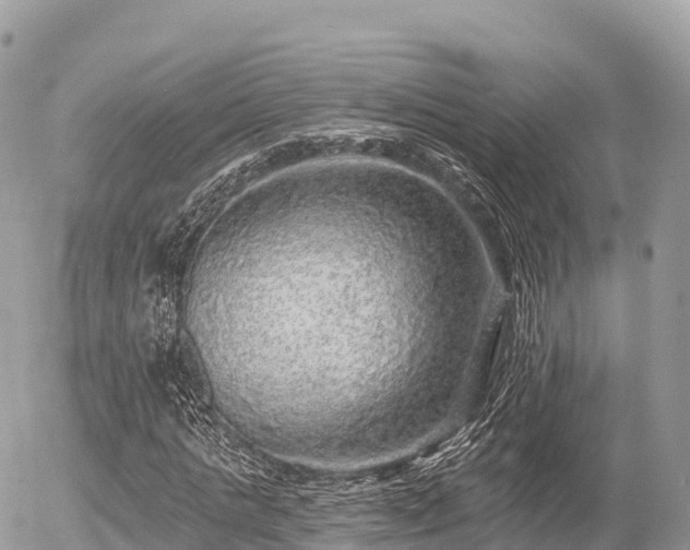 X0000055990821200508261722