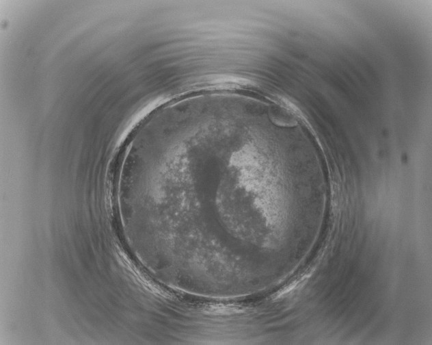 X0000055990835200508261722