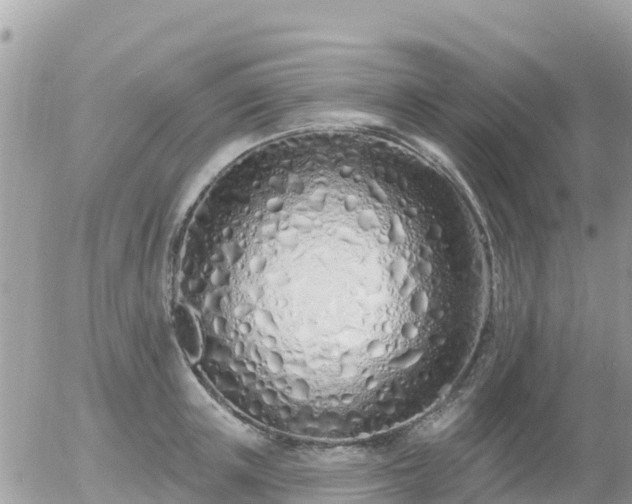 X0000055990851200508261722