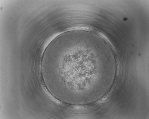 X0000055990852200508261722