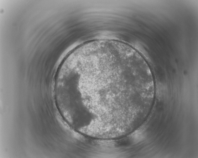 X0000055990856200508261722