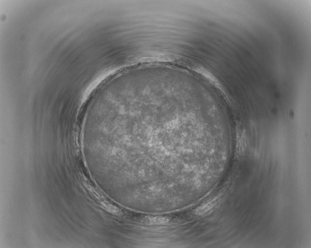 X0000055990878200508261721