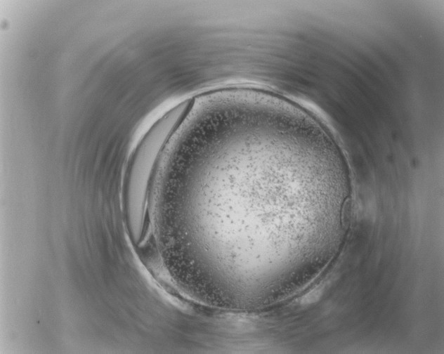 X0000055990910200508261721