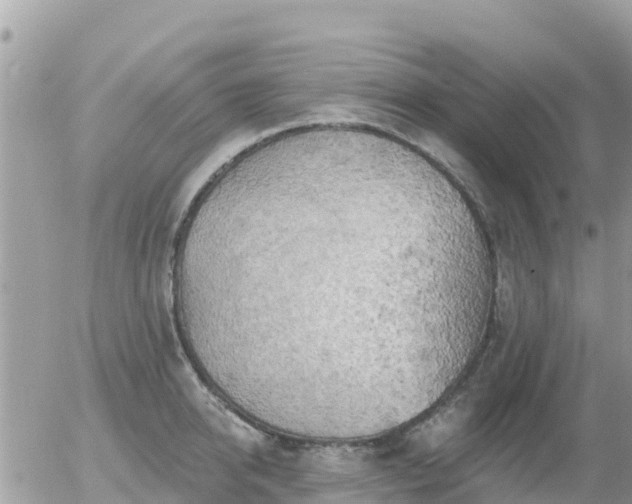 X0000055990950200508261721