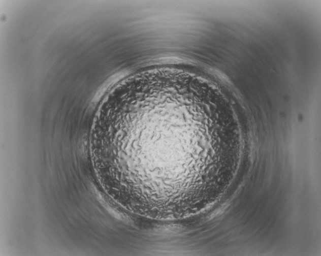 X0000055991225200508261716