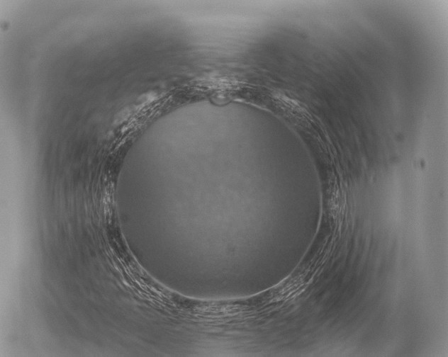 X0000055991397200508261712