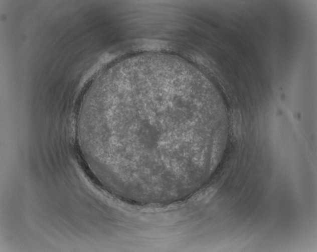 X0000055990016200509021650