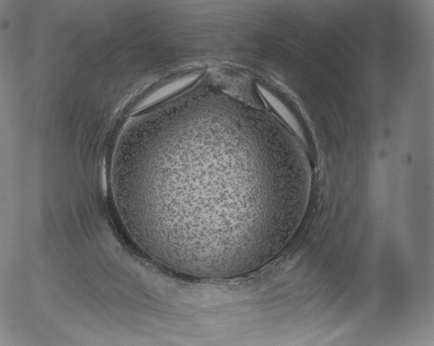 X0000055990020200509021650