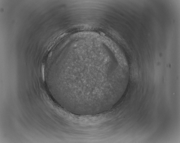 X0000055990022200509021650