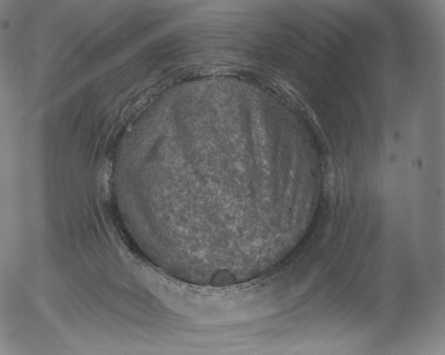 X0000055990026200509021650