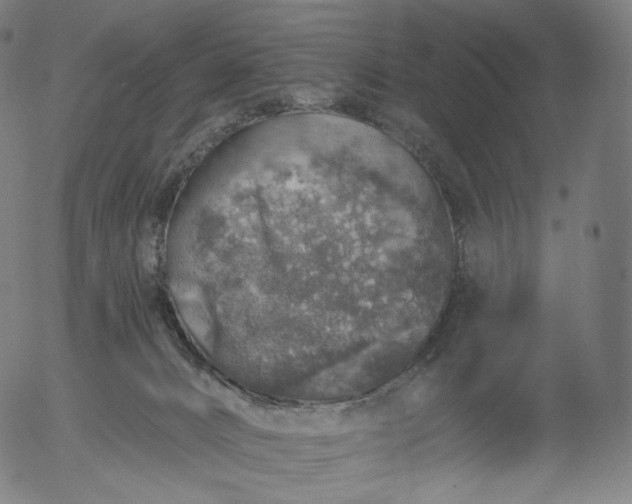 X0000055990032200509021650